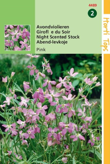 Night-scented Stock (Matthiola longipetala) 225 seeds HT